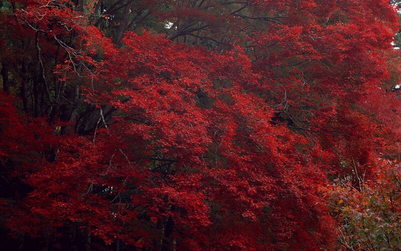 Red-leafed Trees — Red, Serene, Autumn, Photograph, Forest