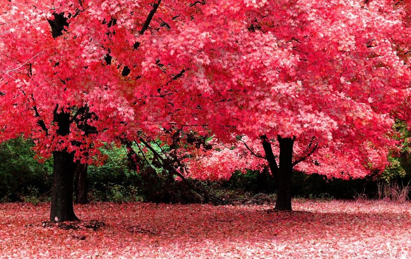 Red-leafed Trees — Red, Serene, Autumn, Photograph, Leaves, Forest, Green, Black