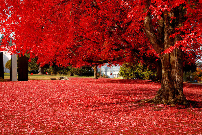 Red-leafed Trees — Red, Serene, Autumn, Photograph, Leaves, Grass, Sculpture