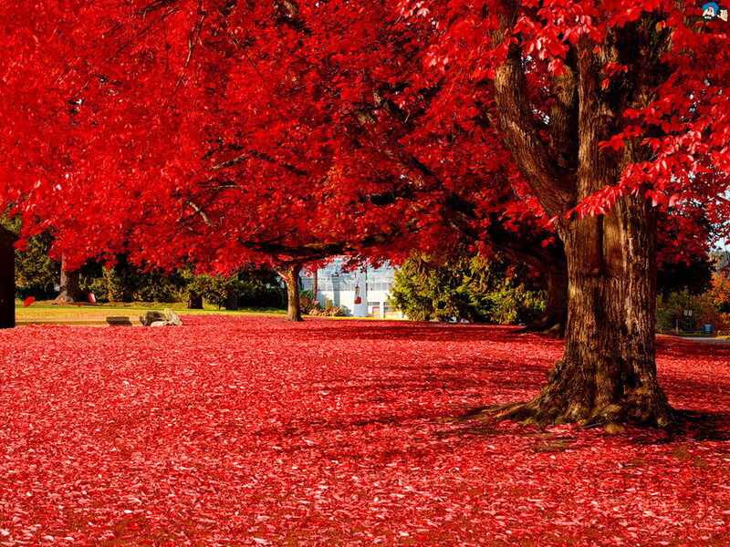 Red-leafed Trees — Red, Serene, Autumn, Photograph, Leaves, Grass