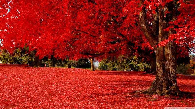 Red-leafed Trees — Red, Serene, Autumn, Photograph, Leaves, Ground