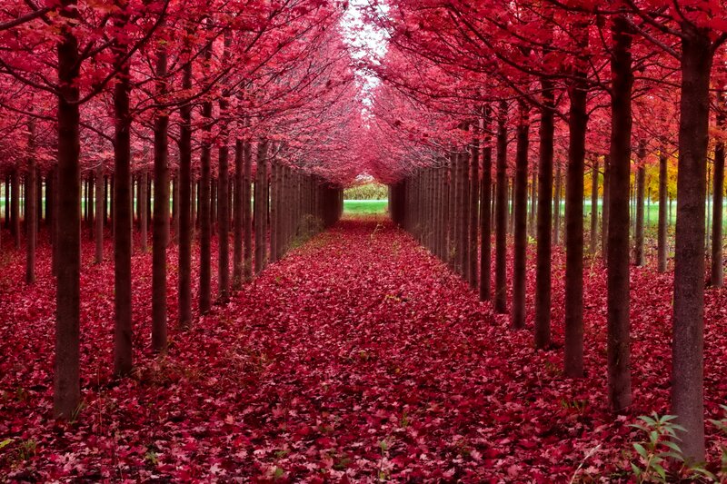 Red-leafed Trees — Red, Serene, Autumn, Photograph, Leaves, Path