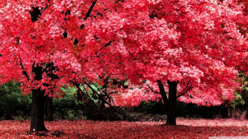 Red-leafed Trees — Red, Serene, Autumn, Photograph, Leaves