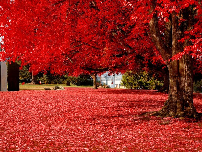 Red-leafed Trees — Red, Serene, Autumn, Photograph