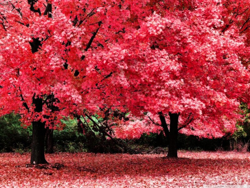 Red-leafed Trees — Red, Serene, Autumn