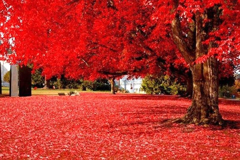 Red-leafed Trees — Red, Serene