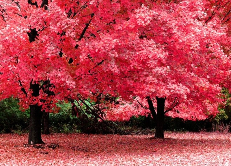Red-leafed Trees — Red