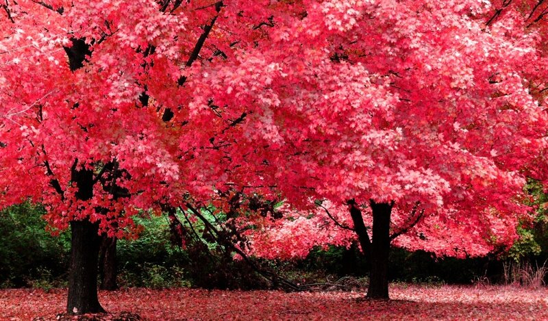 Red-leafed Trees