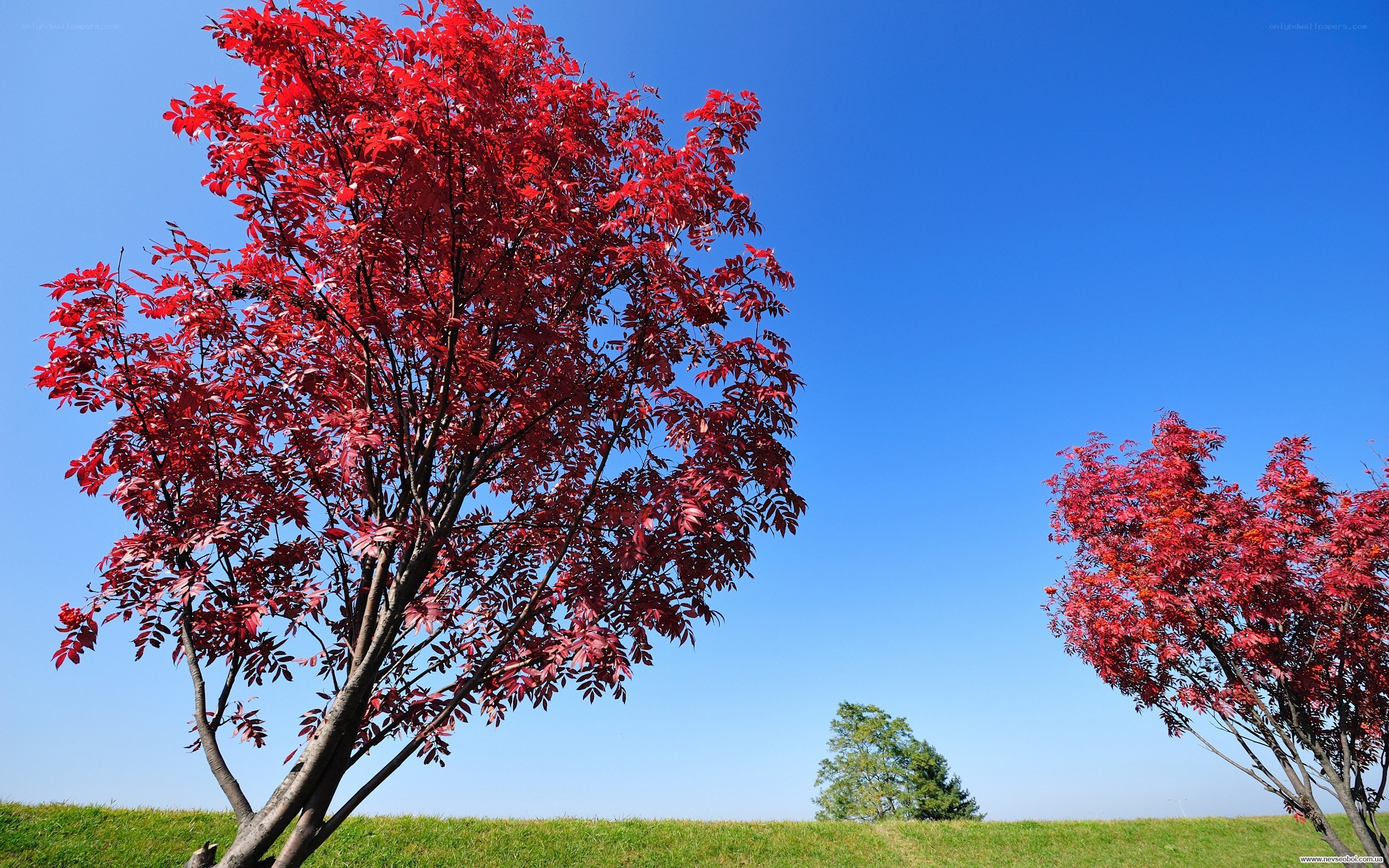 Red-leafed trees under blue sky
