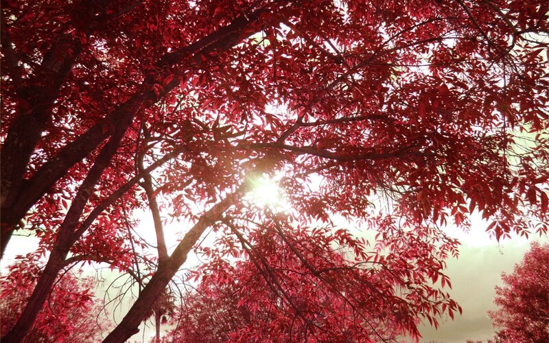 Red-leafed trees with sunburst