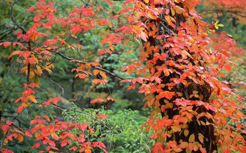 Red-leafed Vine on Tree — Red, Serene
