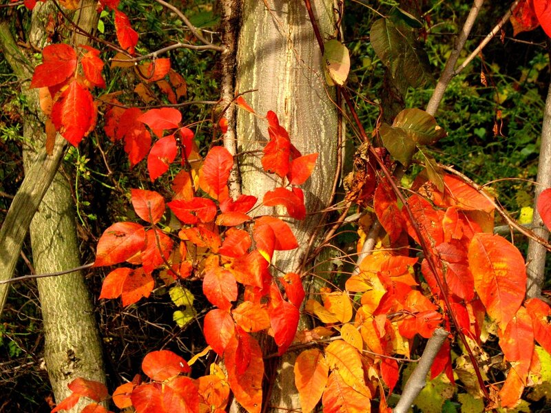 Red-leafed Vine on Tree