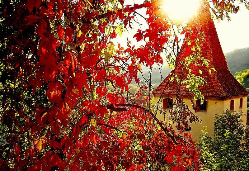 Red-leafed Vine over Tower