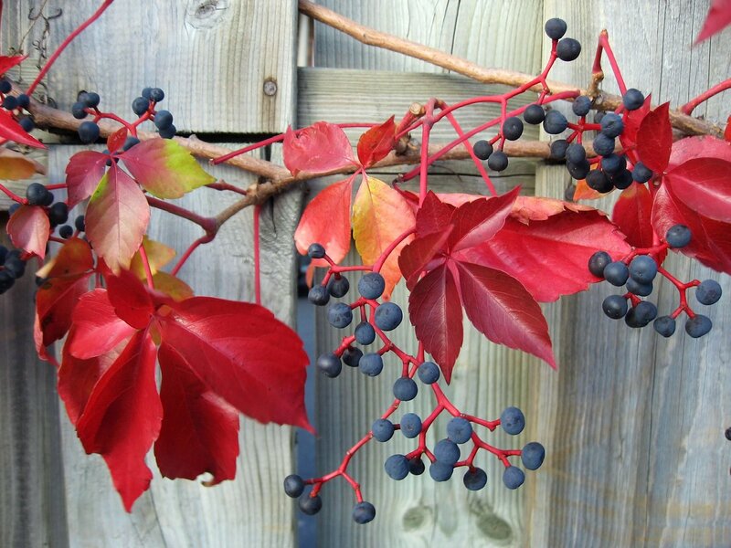 Red-leafed Vine with Berries