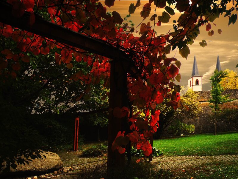 Red-leafed Vines and Church