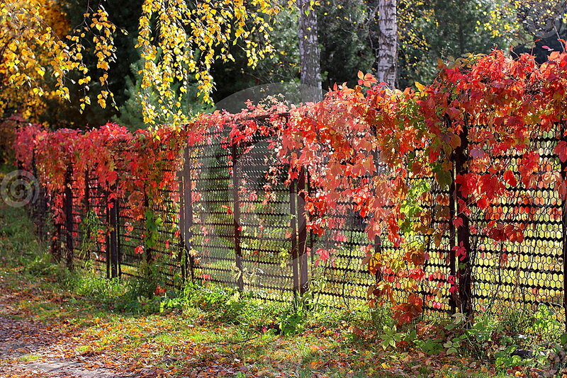 Red-leafed Vines on Fence