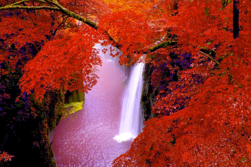 Red-leafed Waterfall — Red, Serene, Autumn