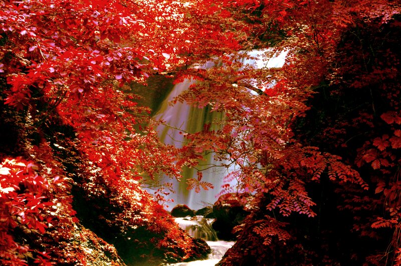 Red-leafed Waterfall — Red, Serene