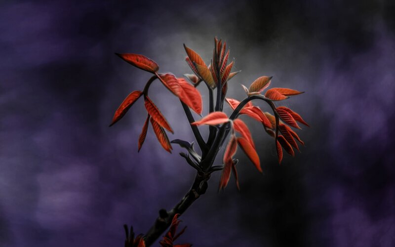 Red Leafy Branch