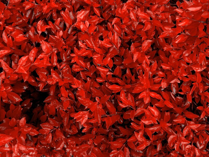 Red Leafy Bush