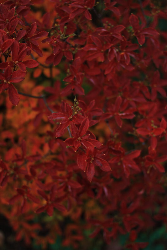 Red Leafy Plant