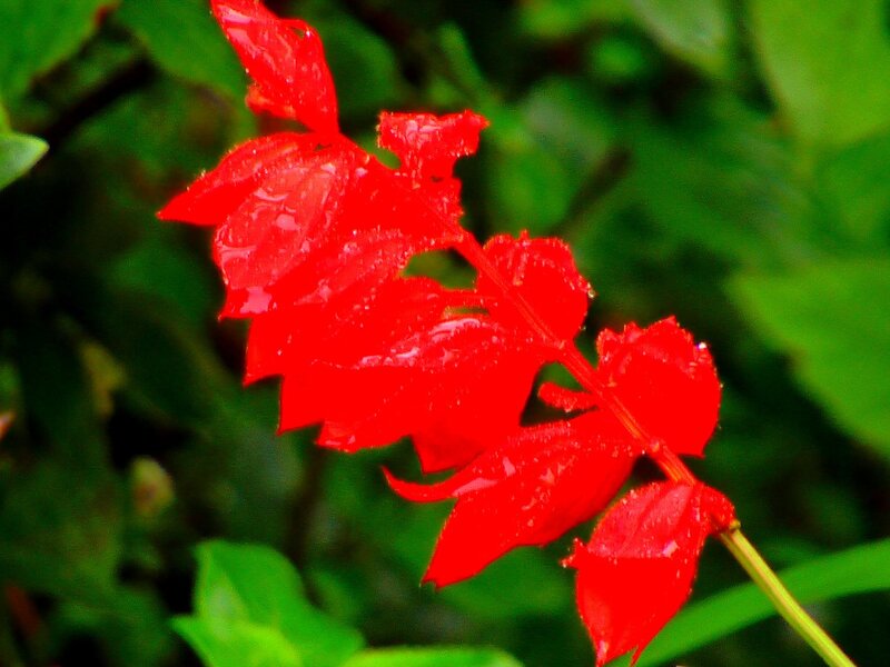 Red Leafy Plant — Vibrant