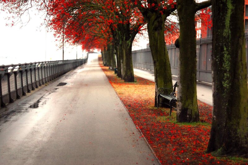 Red-leaved Trees on Path
