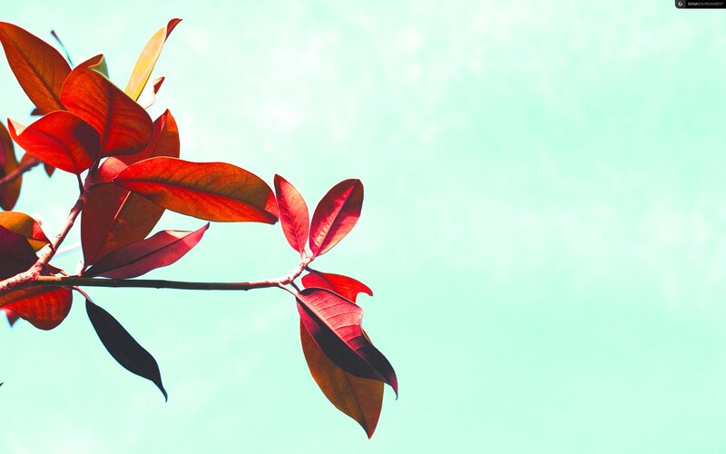 Red leaves against a teal sky