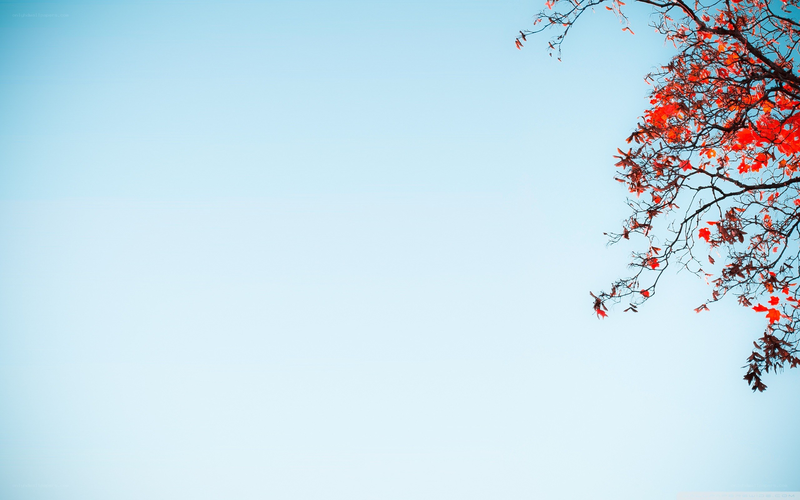 Red leaves against blue sky