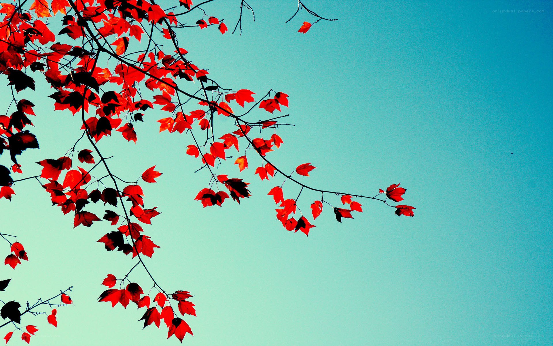 Red leaves against blue sky