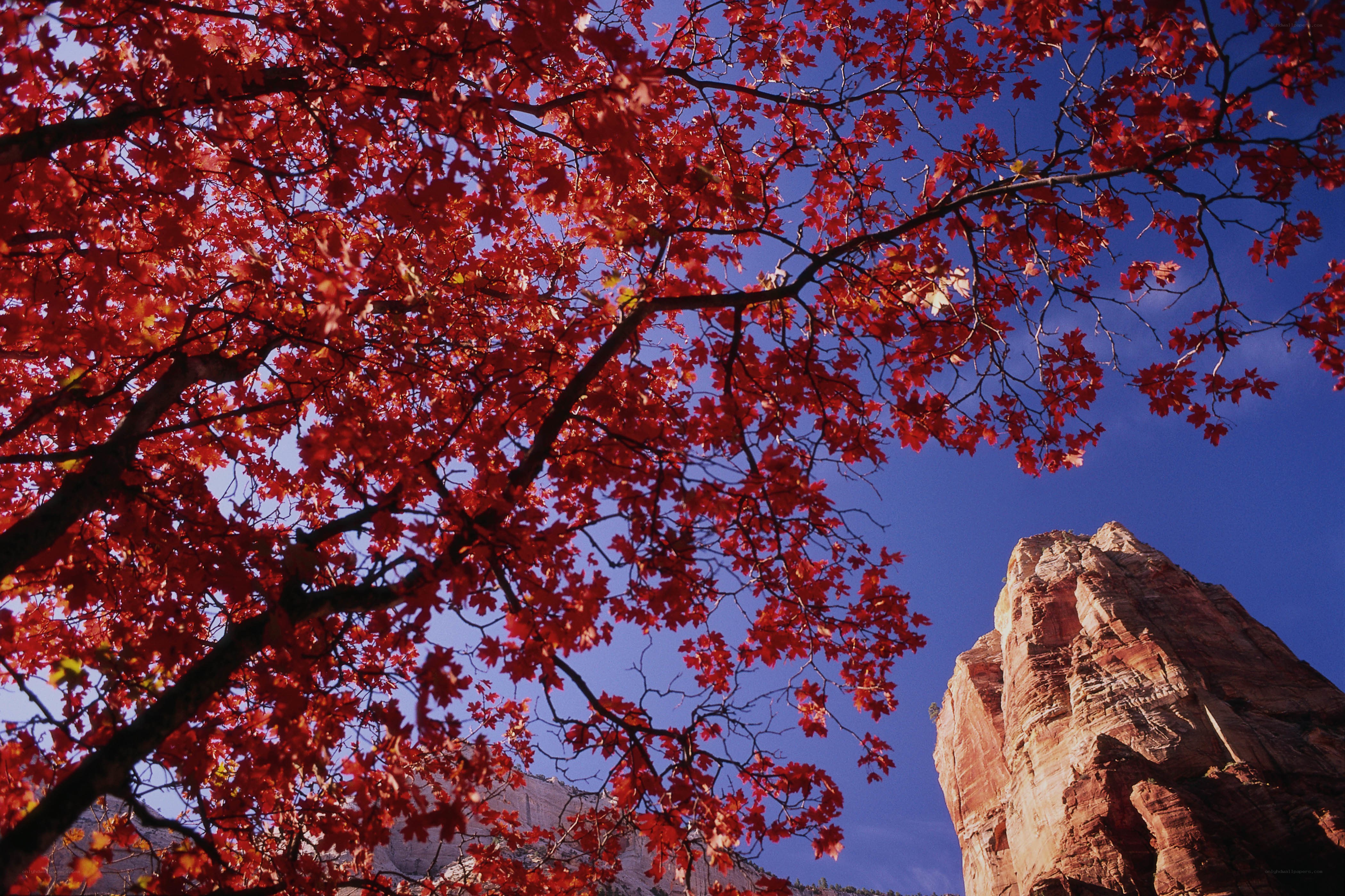 Red leaves against blue sky
