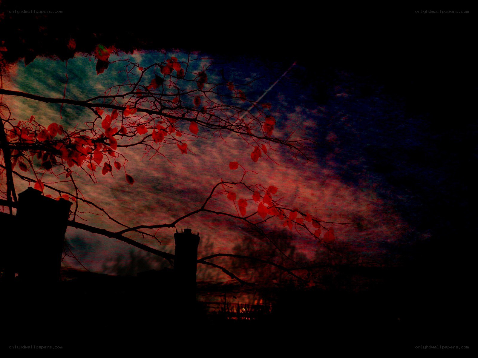 Red leaves against dark sky