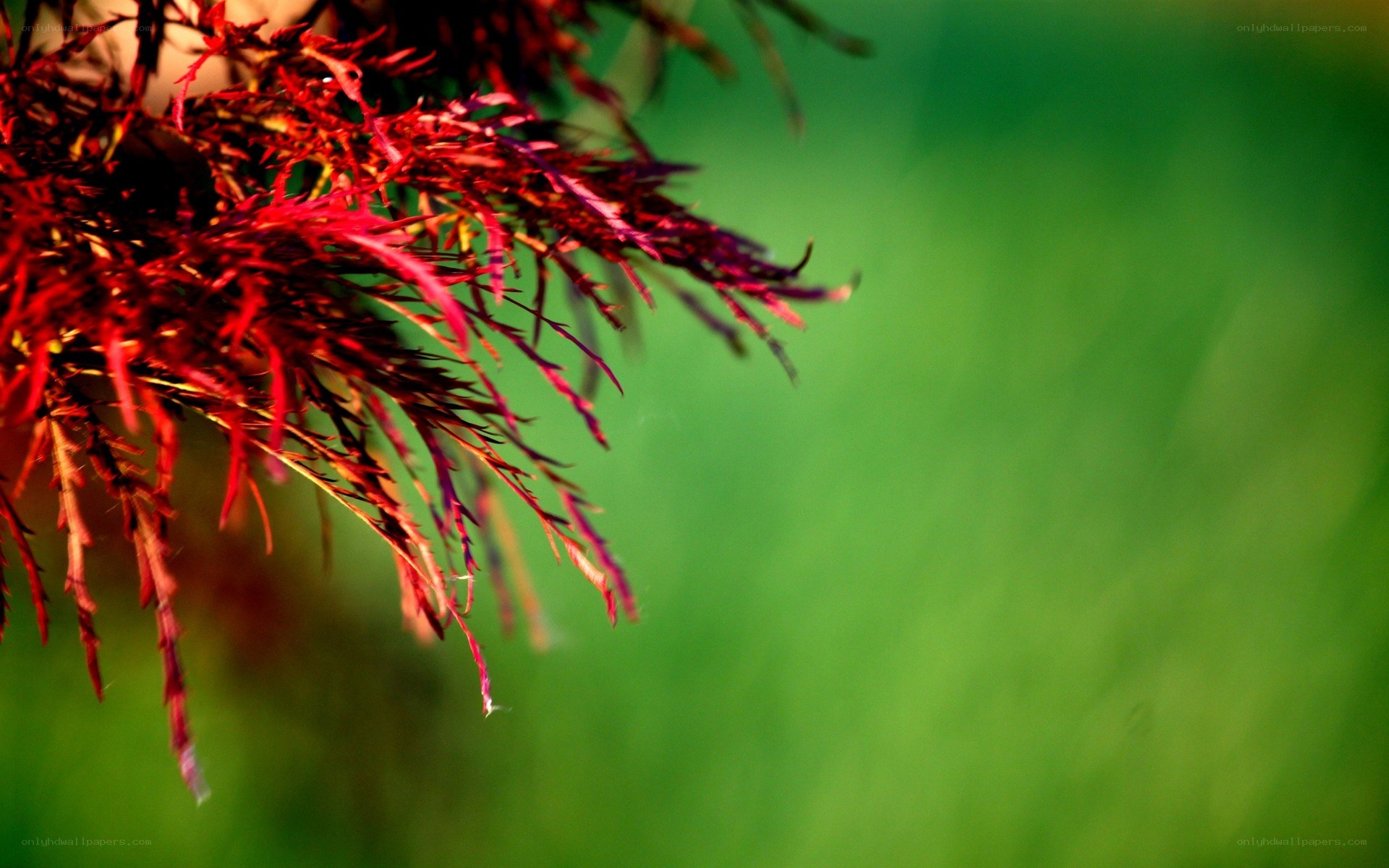 Red leaves against green background