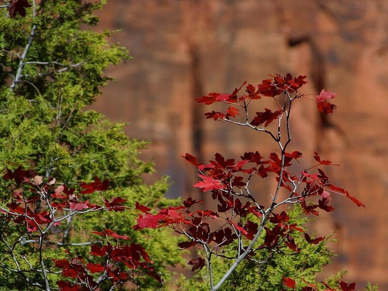 Red leaves against green trees