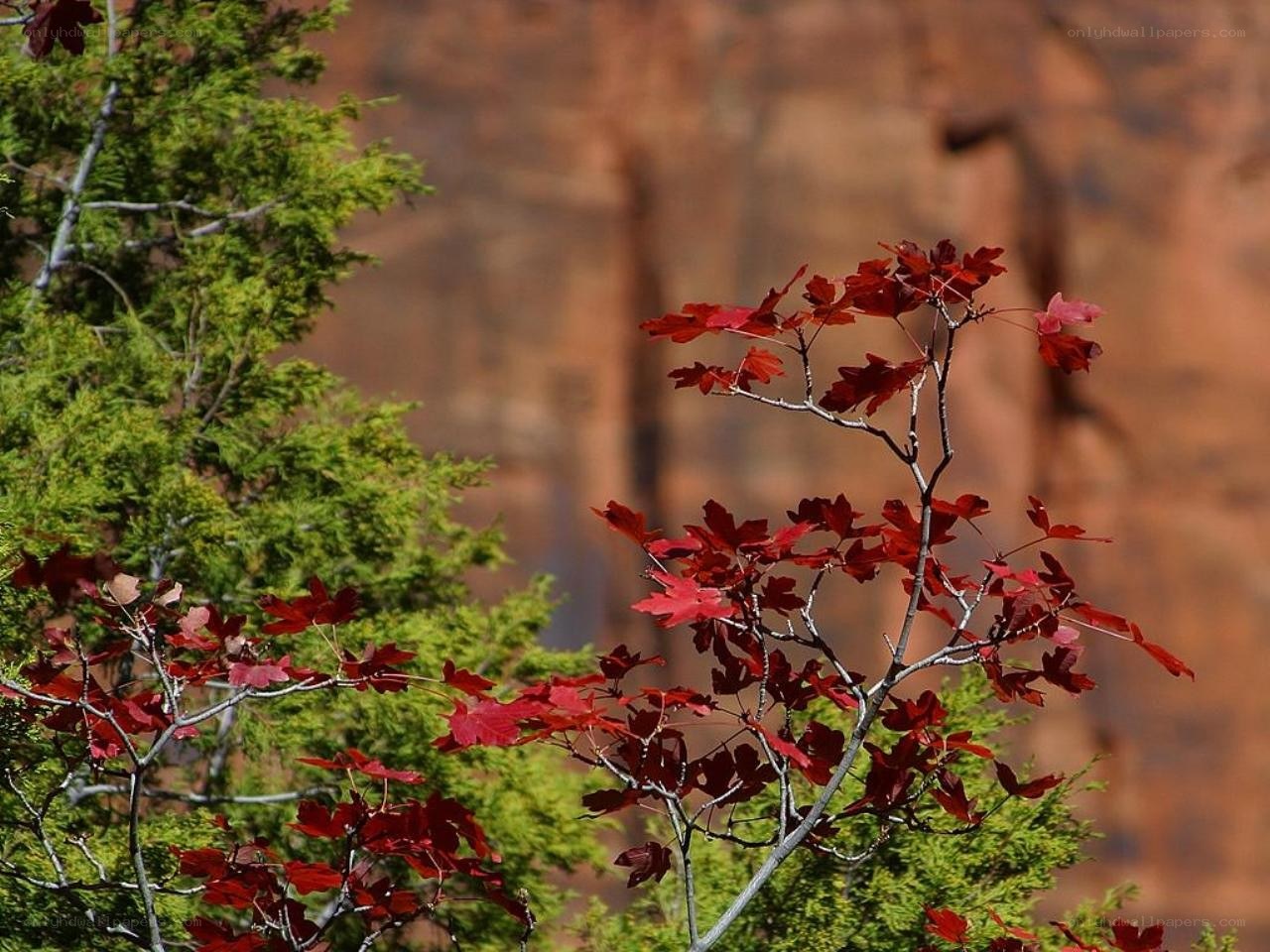 Red leaves against green trees