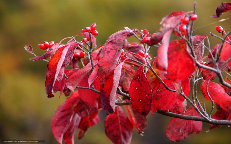 Red leaves and berries in autumn