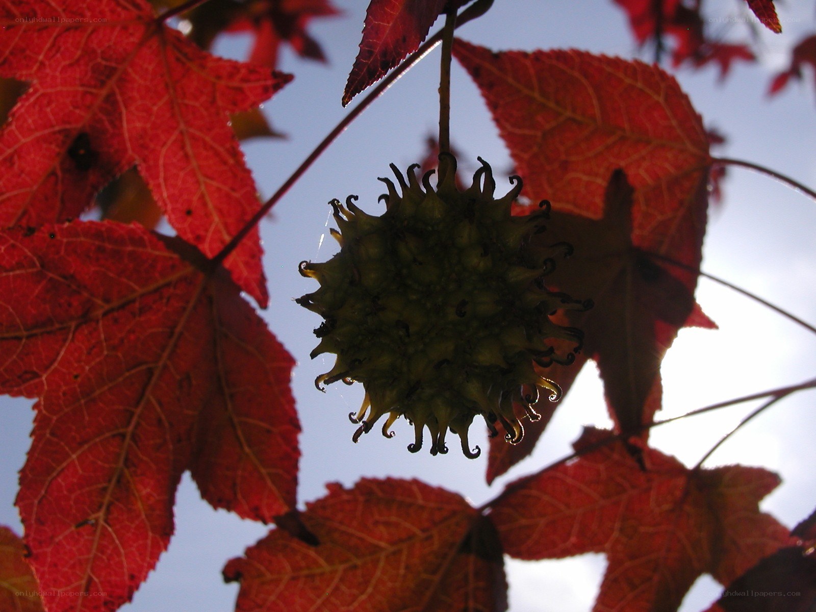 Red leaves and seed pod