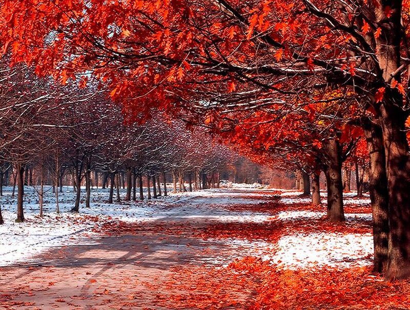 Red leaves and snow path