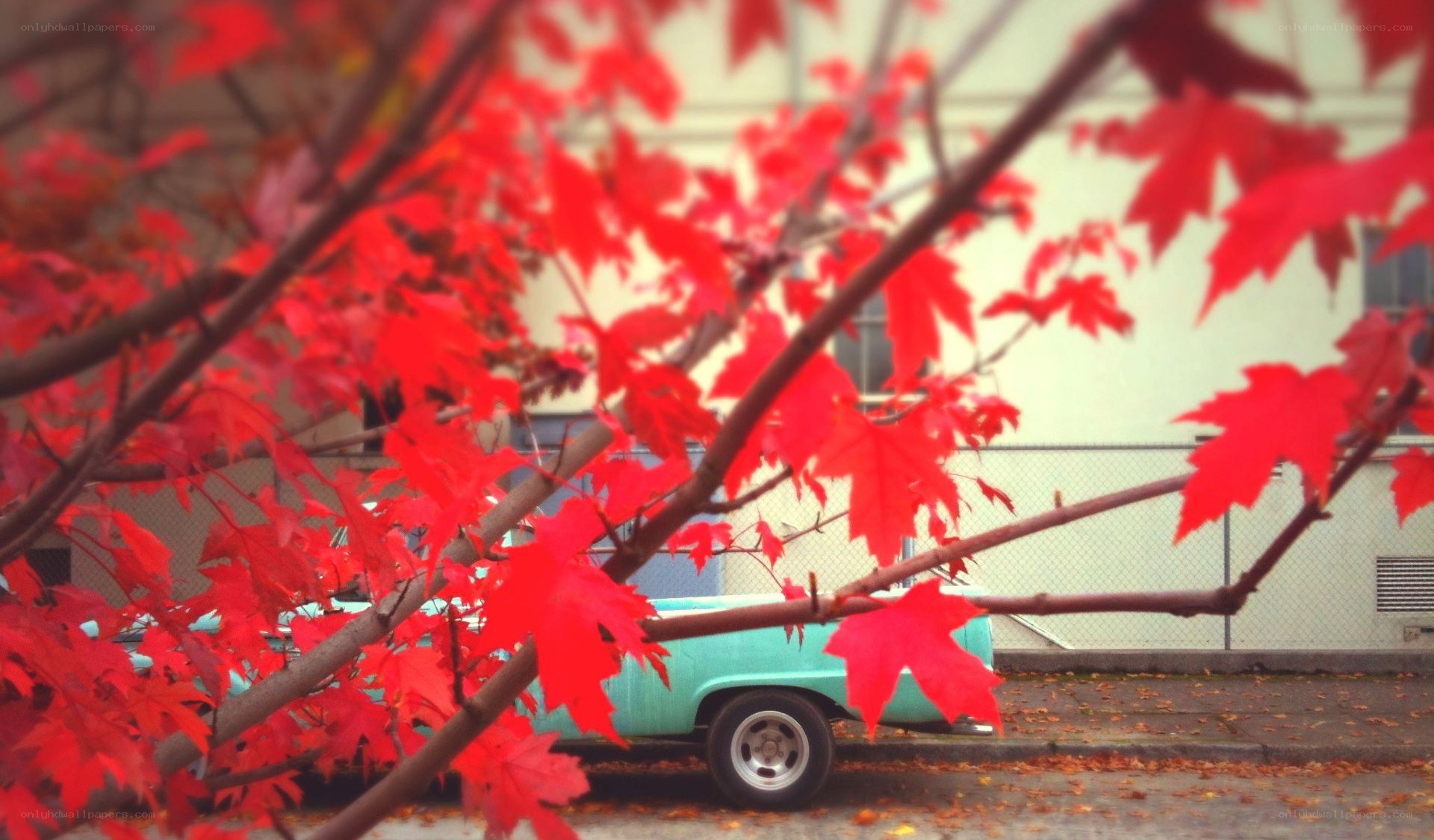 Red leaves and vintage car