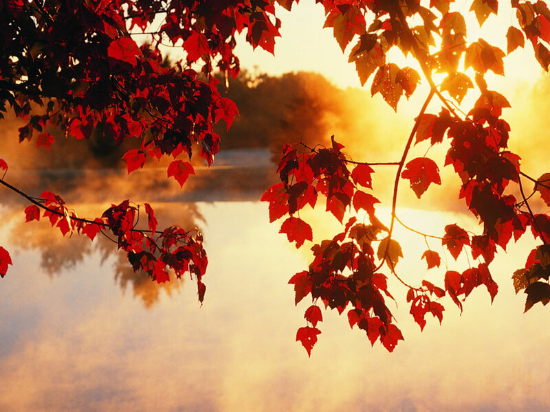 Red leaves at sunrise over a misty lake