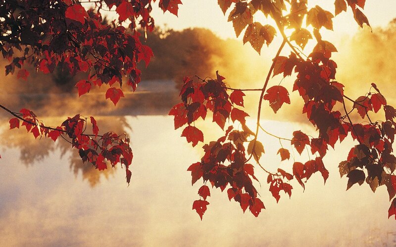 Red leaves at sunrise over misty lake