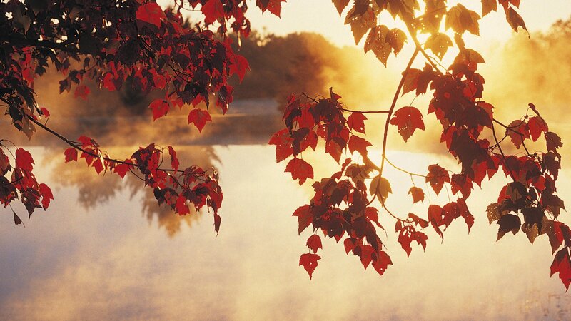 Red leaves at sunrise over misty lake