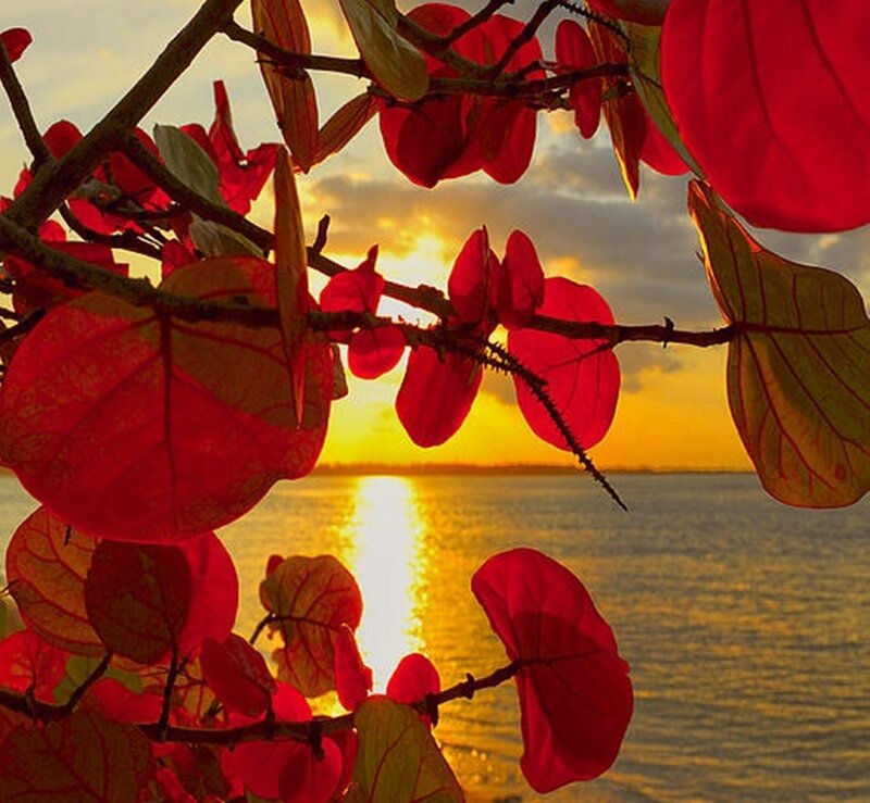 Red Leaves at Sunset — Serene