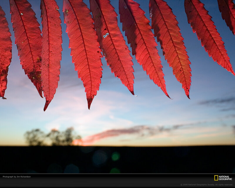 Red Leaves at Sunset