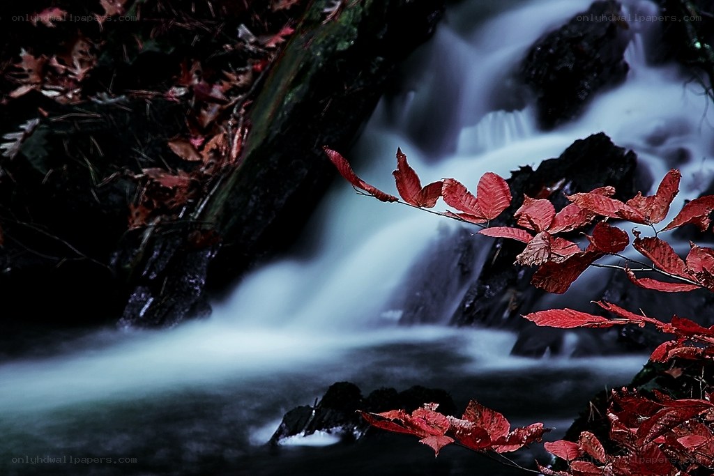Red leaves by a forest stream