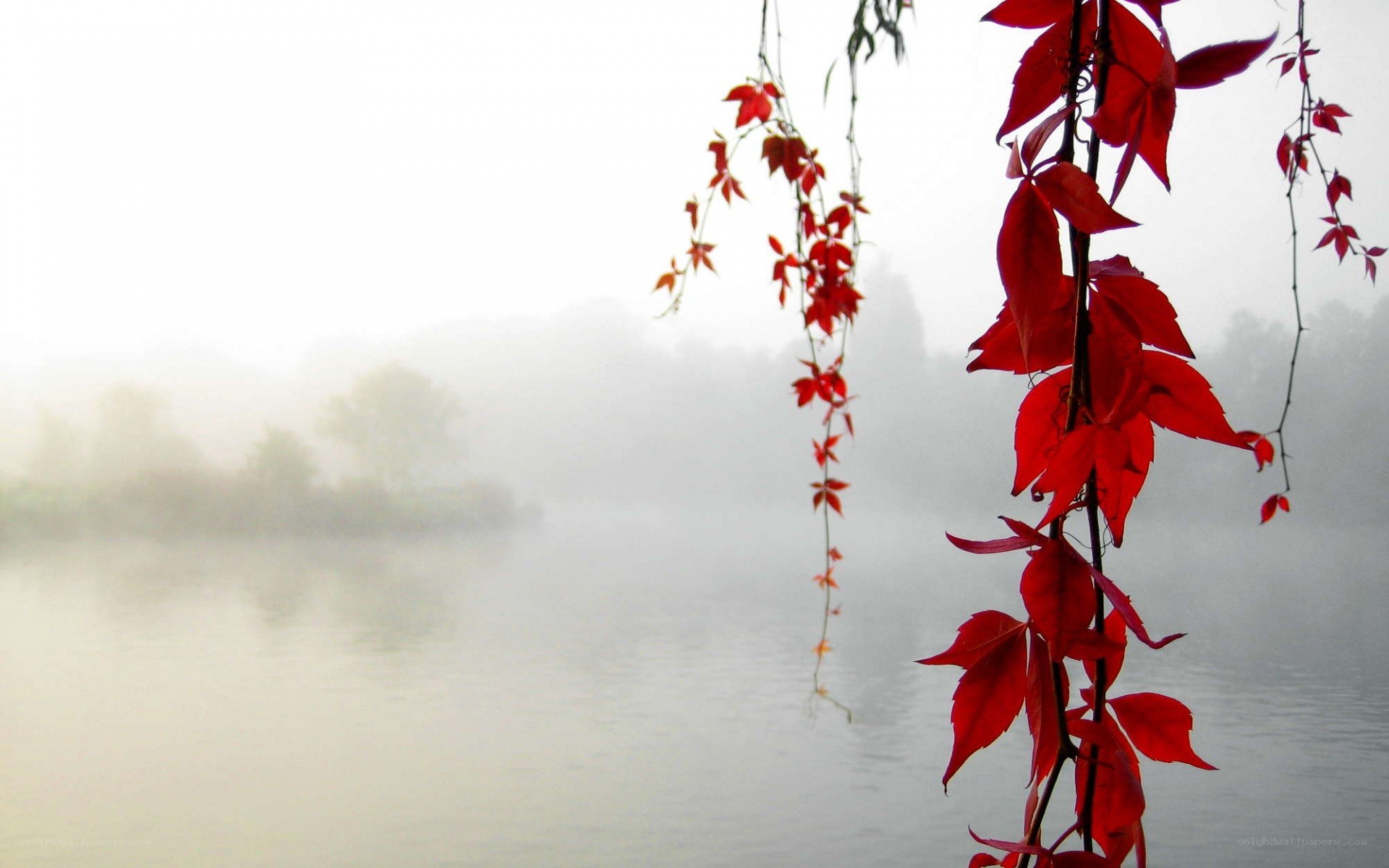Red leaves by a misty lake