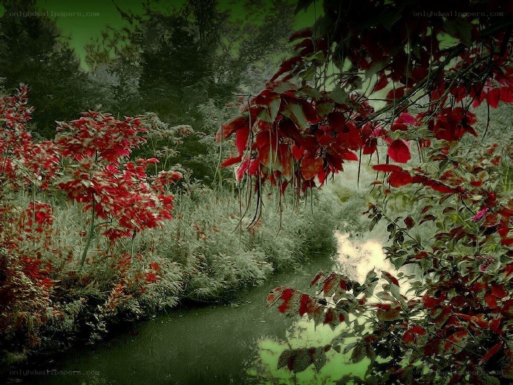Red leaves by a stream