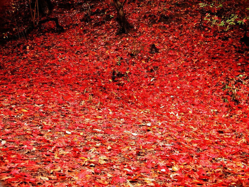 Red leaves cover the forest floor