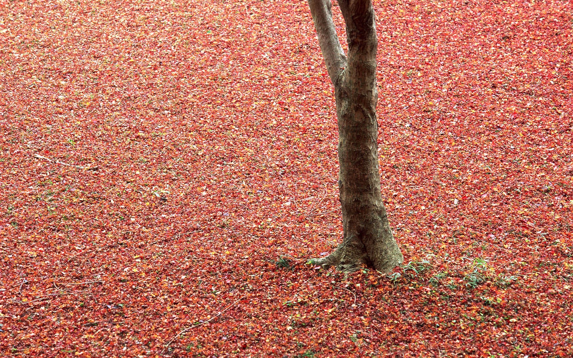 Red leaves cover the ground