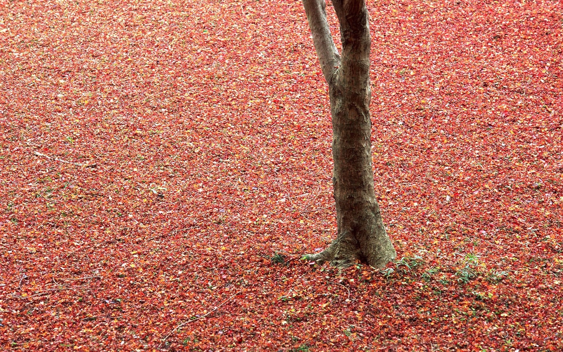 Red leaves cover the ground